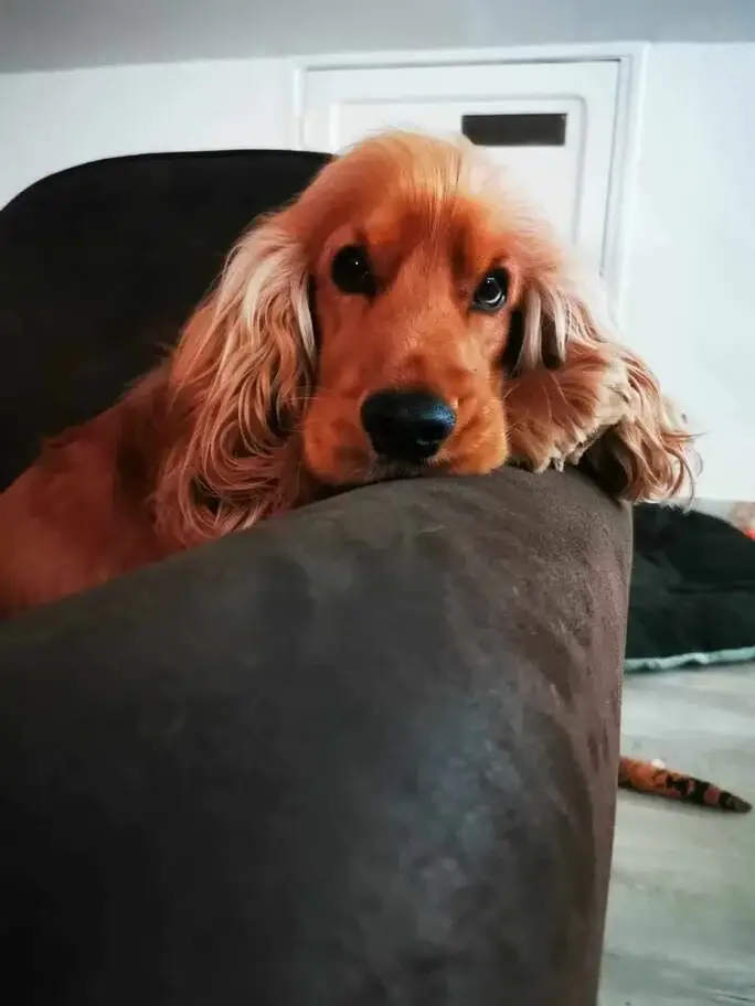 cocker-spaniel