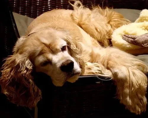 cocker-spaniel