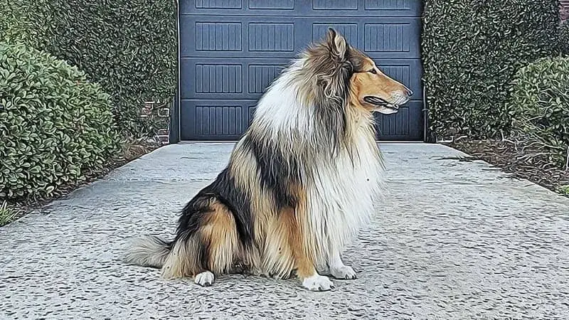 collie