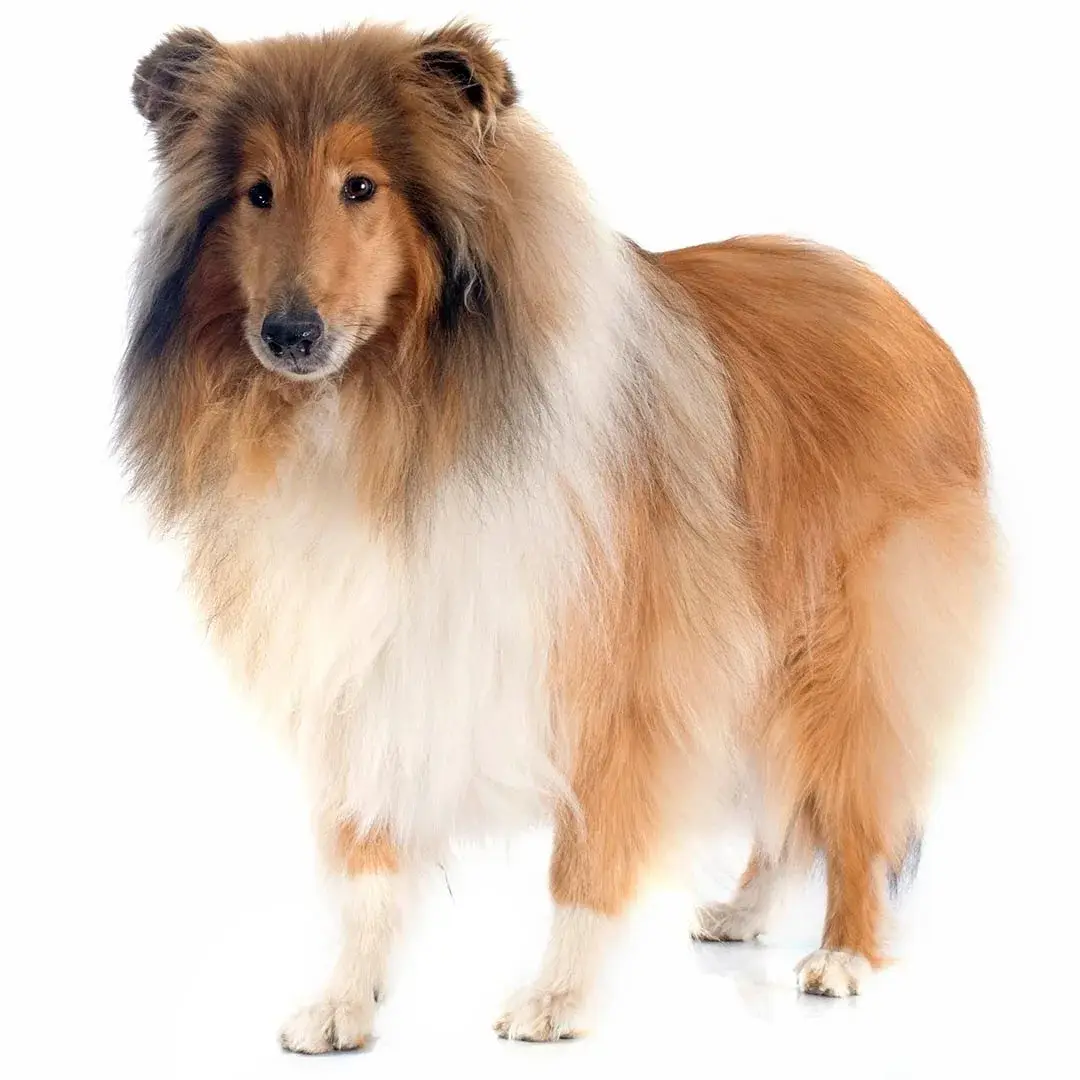 collie