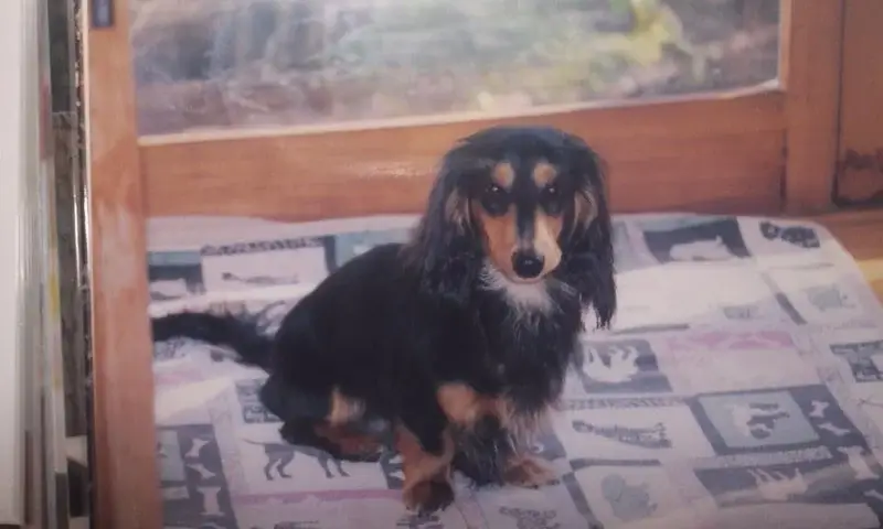 dachshund