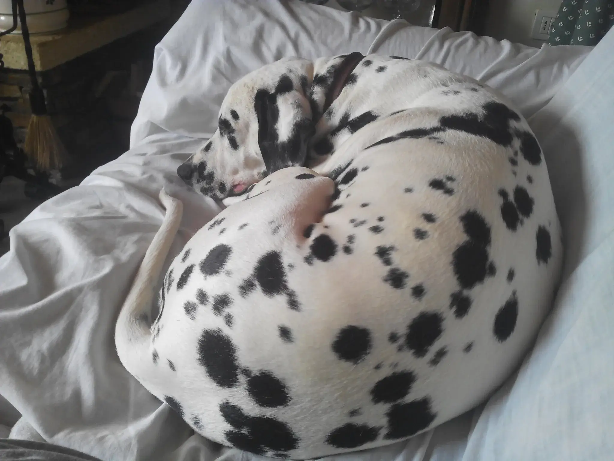 dalmatian