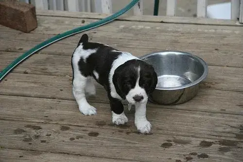english-springer-spaniel