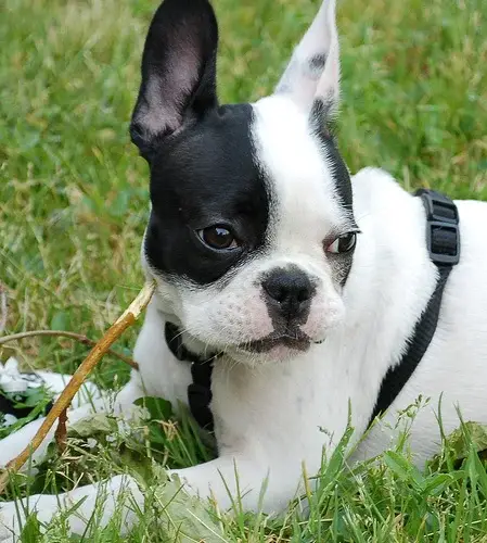 french-bulldog