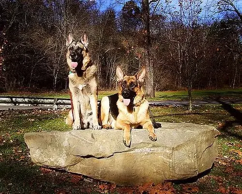 german-shepherd-dog