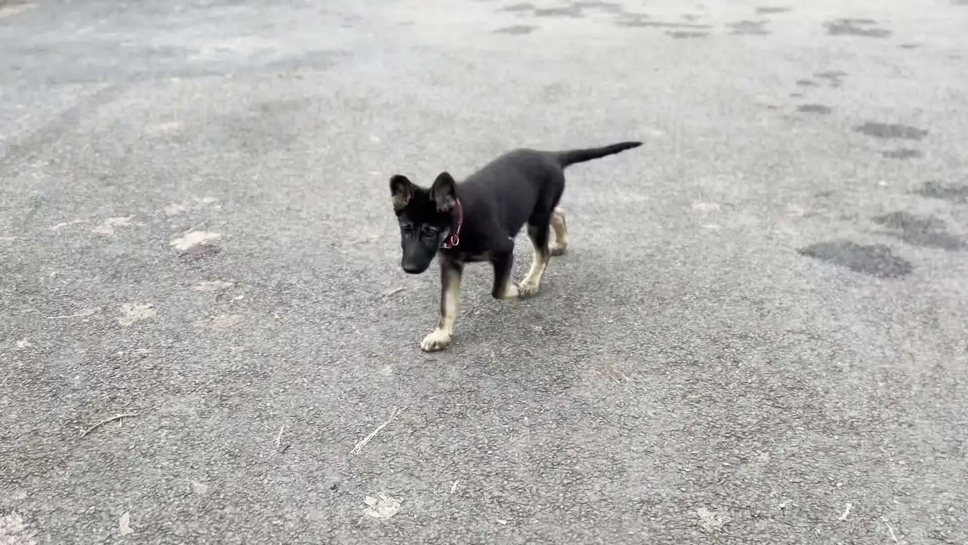 german-shepherd-dog