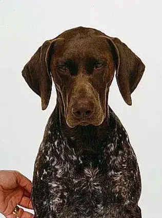 german-shorthaired-pointer
