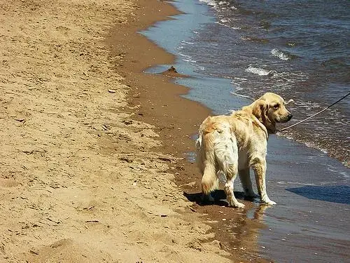 golden-retriever