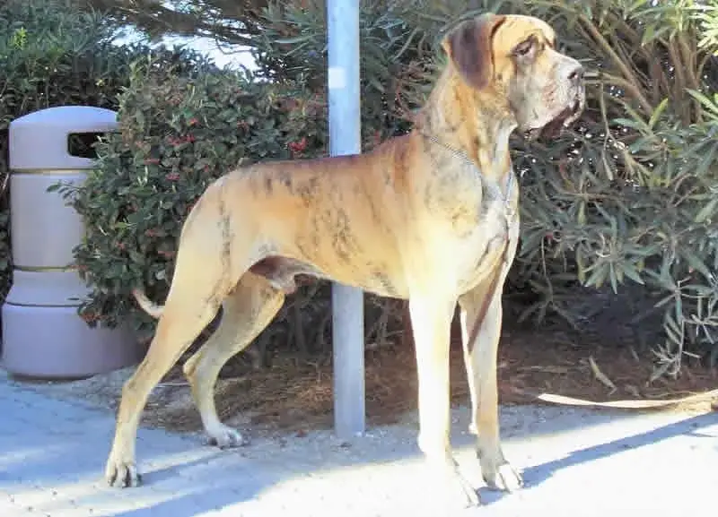 great-dane