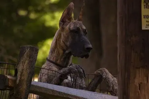 great-dane