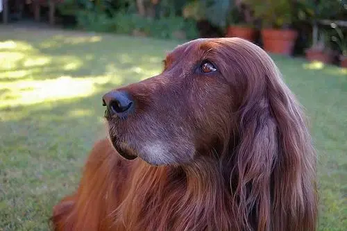 irish-setter