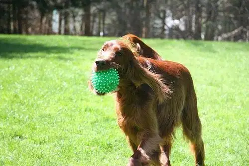 irish-setter