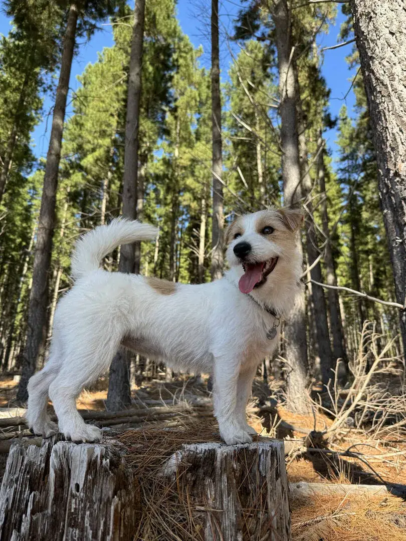 jack-russell-terrier