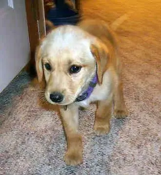 labrador-retriever