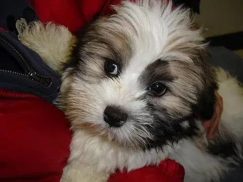 lhasa-apso