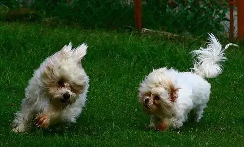 maltese