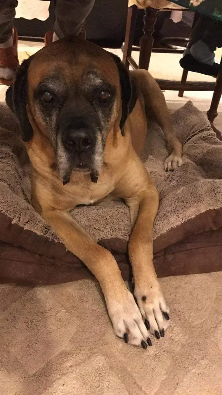 mastiff