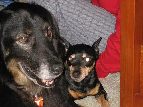 miniature-pinscher