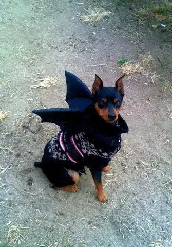 miniature-pinscher