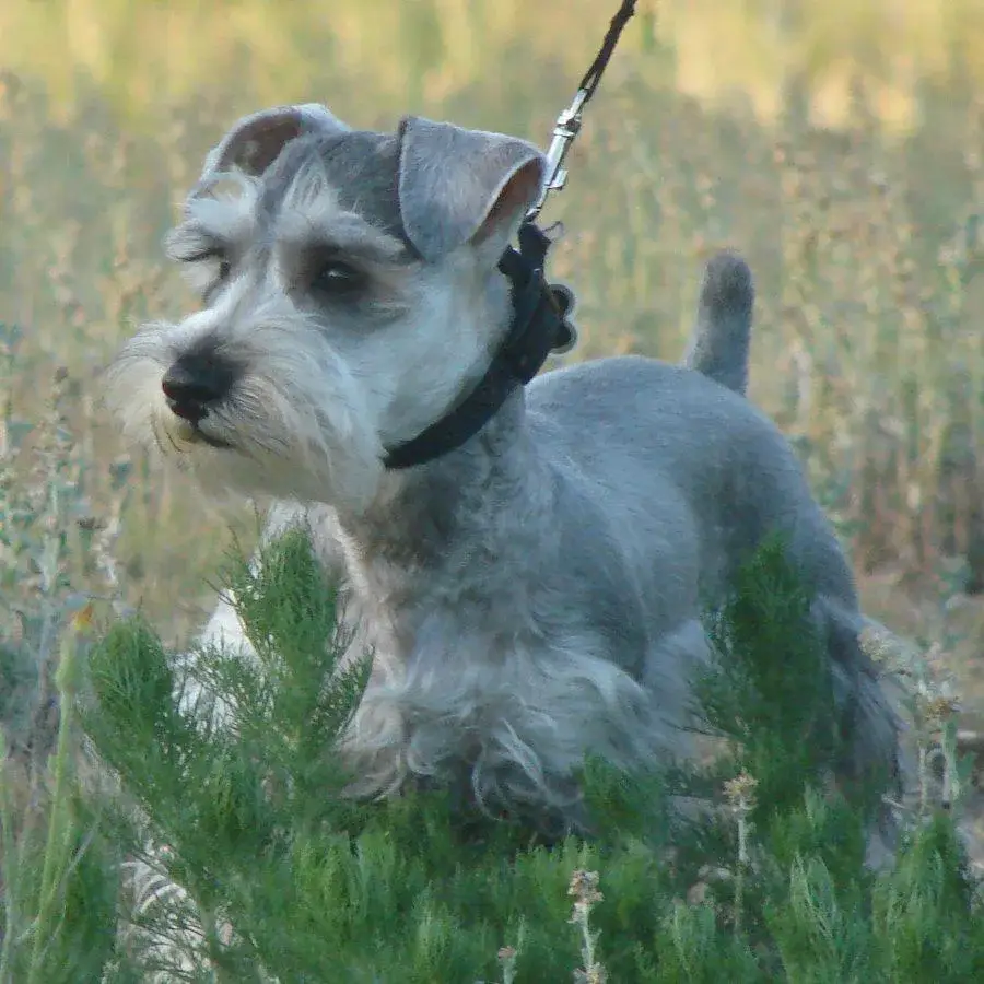 miniature-schnauzer