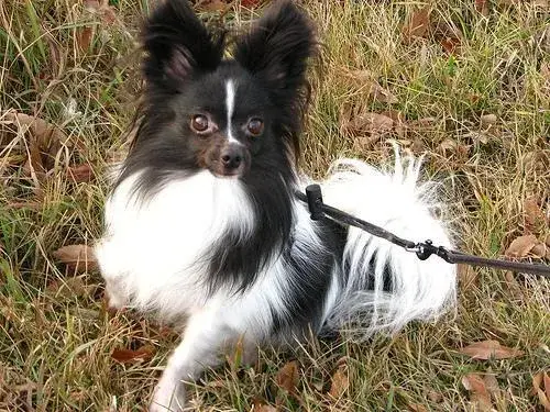 papillon