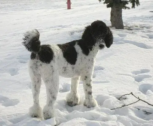poodle