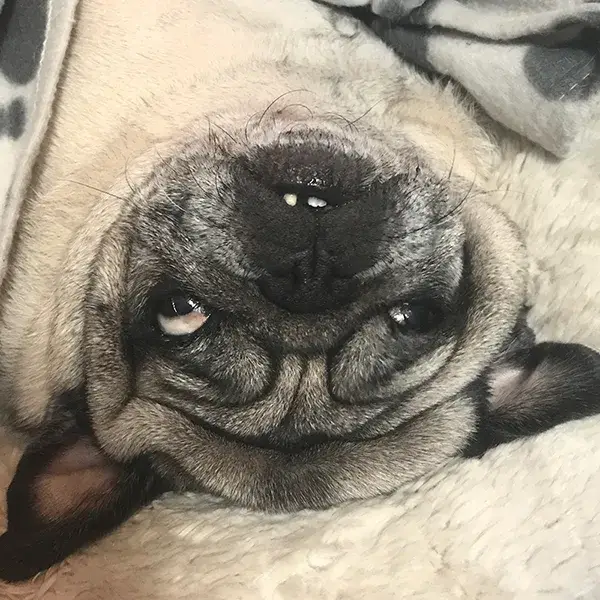 pug