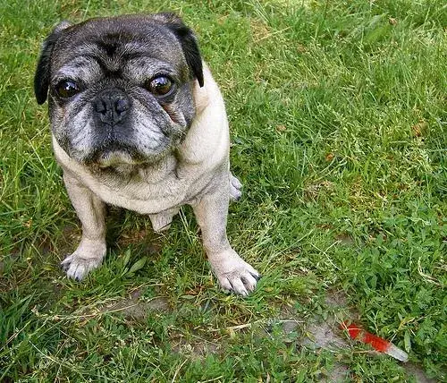 pug