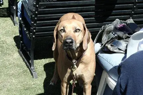 rhodesian-ridgeback