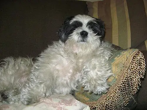 shih-tzu