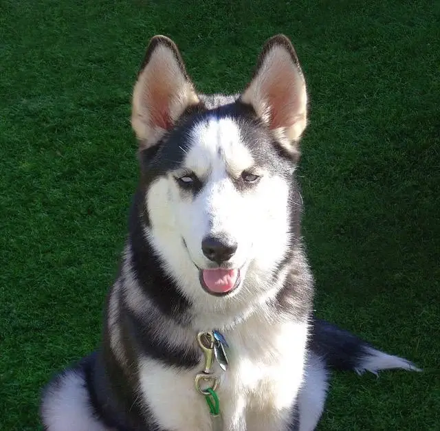 siberian-husky