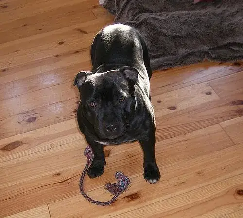 staffordshire-bull-terrier