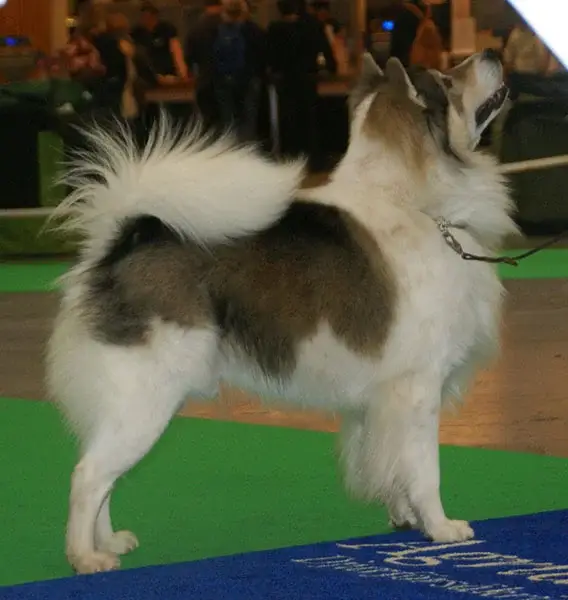 thai-bangkaew-dog