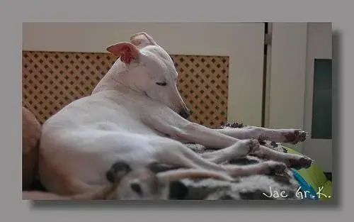 whippet