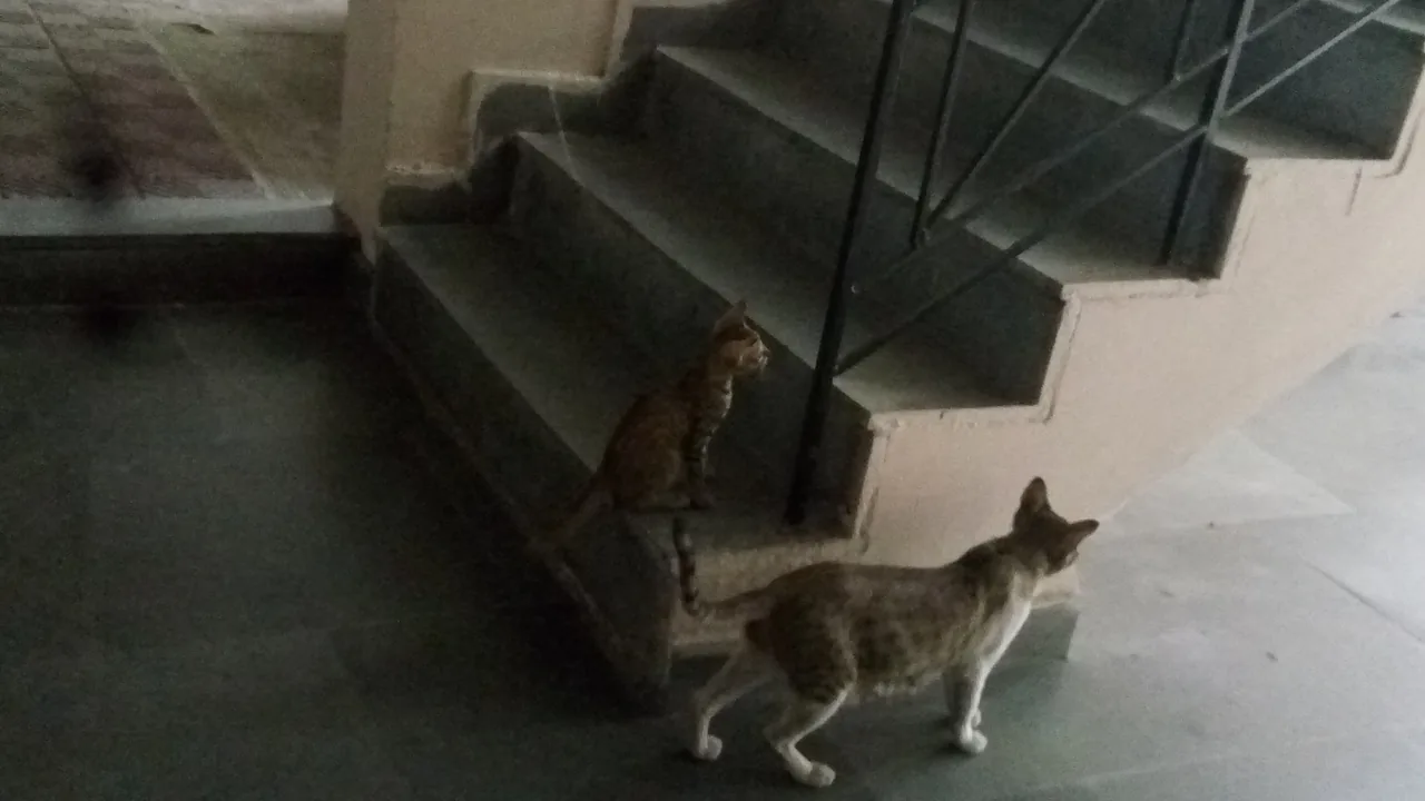 แมวและลูกแมวบนบันไดหน้าบ้าน